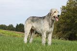 IRISH WOLFHOUND 189
